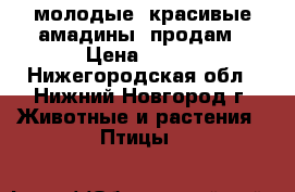 молодые  красивые амадины  продам › Цена ­ 200 - Нижегородская обл., Нижний Новгород г. Животные и растения » Птицы   